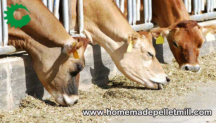 original hay feed domestic animals
