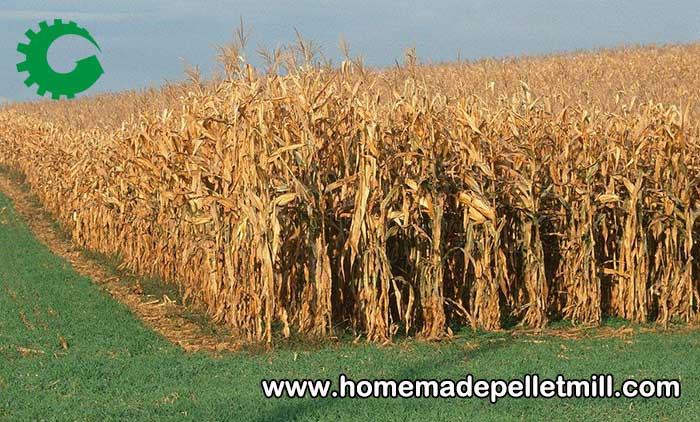 agriculture waste straw