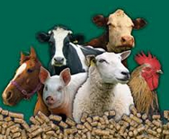 animal feed pellets