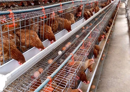 battery cage system
