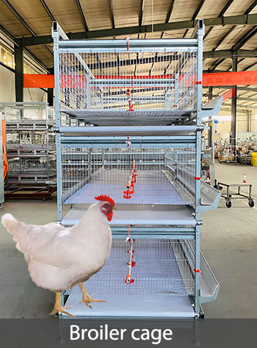 broiler cage