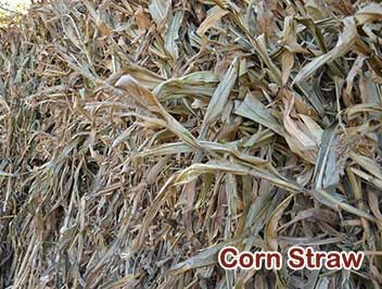 Corn straw