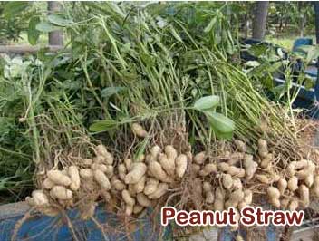 Peanut straw